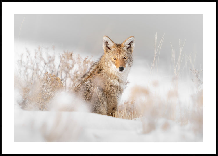 Coyote sitting on the snow Poster