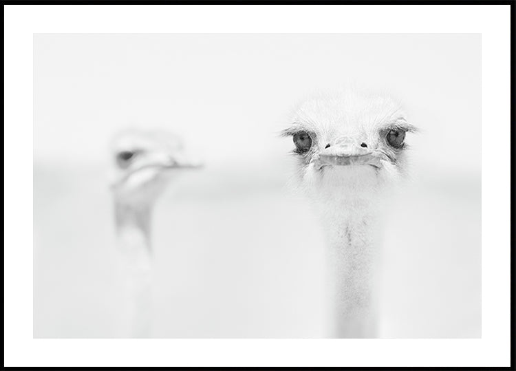 Funny ostrich