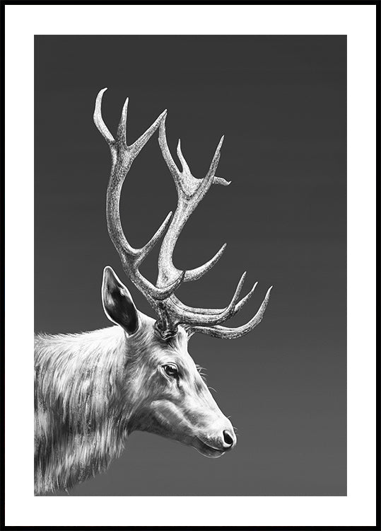 Reindeer  Poster