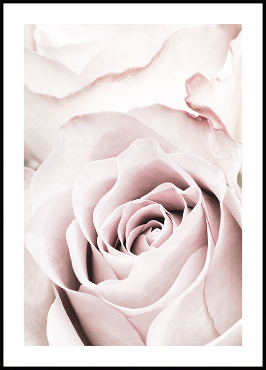 Pink Rose No 05