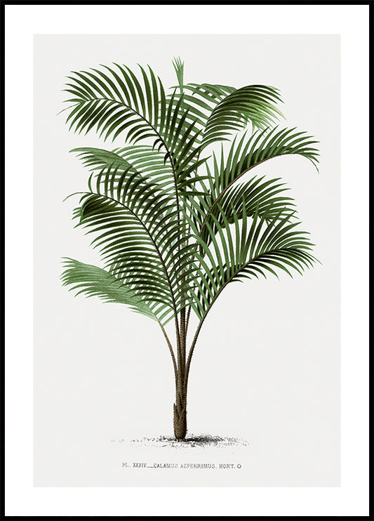 Vintage Palm Tree No. 2 Poster