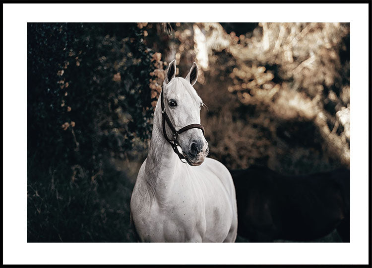 Majestic White Horse Poster