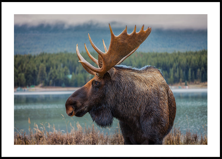Moose