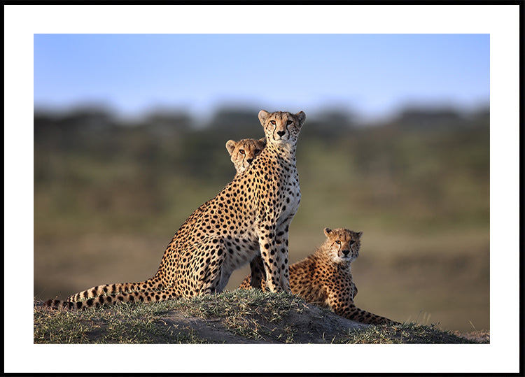 Cheetahs Family Poster