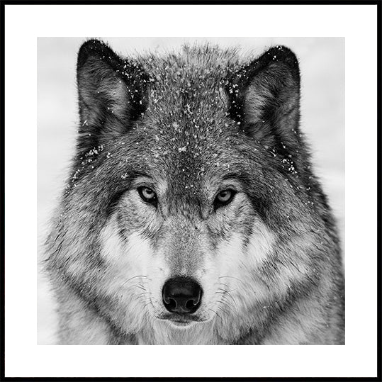 Wolf Portrait Poster