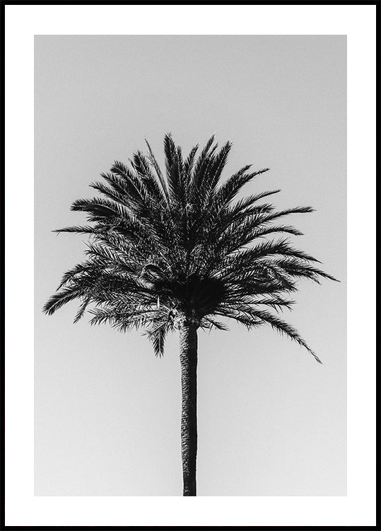 Palm_003