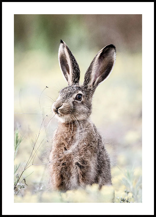 Wild Hare Close-Up Nature Poster
