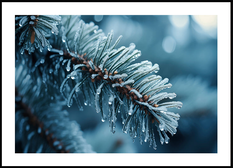 Frost-Kissed Pine Poster