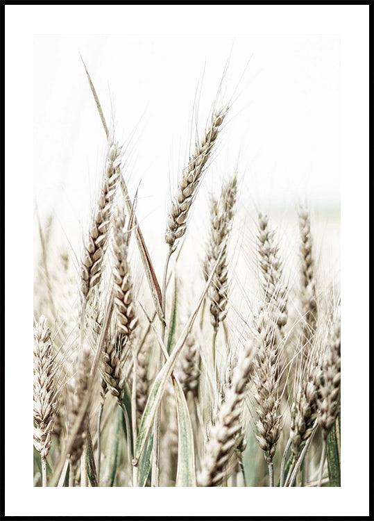 Growing Wild Wheat Field Poster