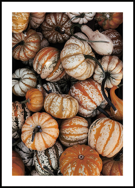 Vibrant Autumn Pumpkins Poster