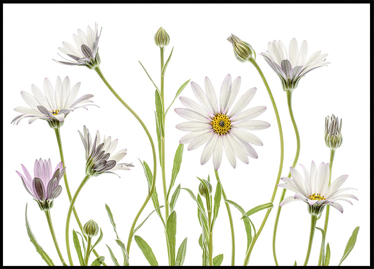 Cape Daisies Poster