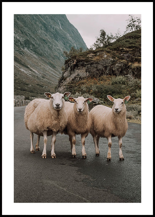 Three Sheep in Mountain Landscape Poster