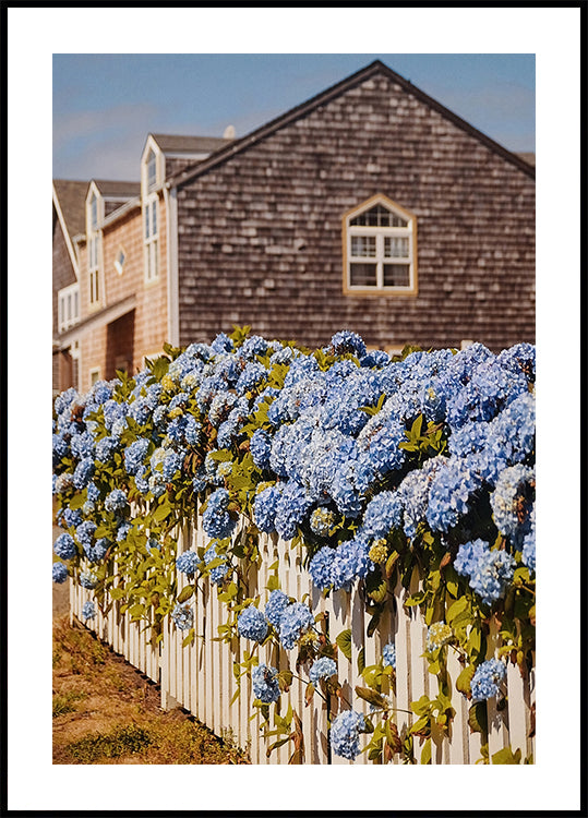 Cannon Beach Hydrangeas Poster