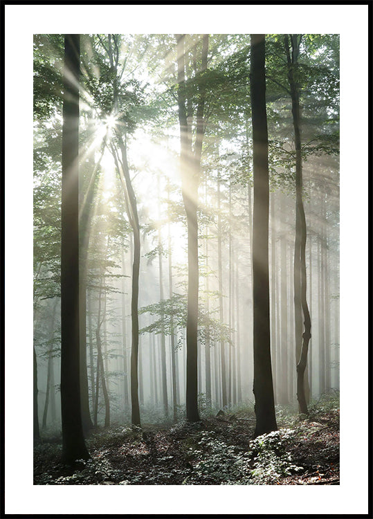Light Through Trees Poster
