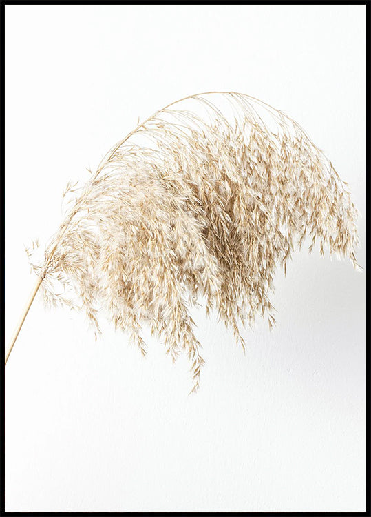 Boho Minimalist Dried Grass Poster