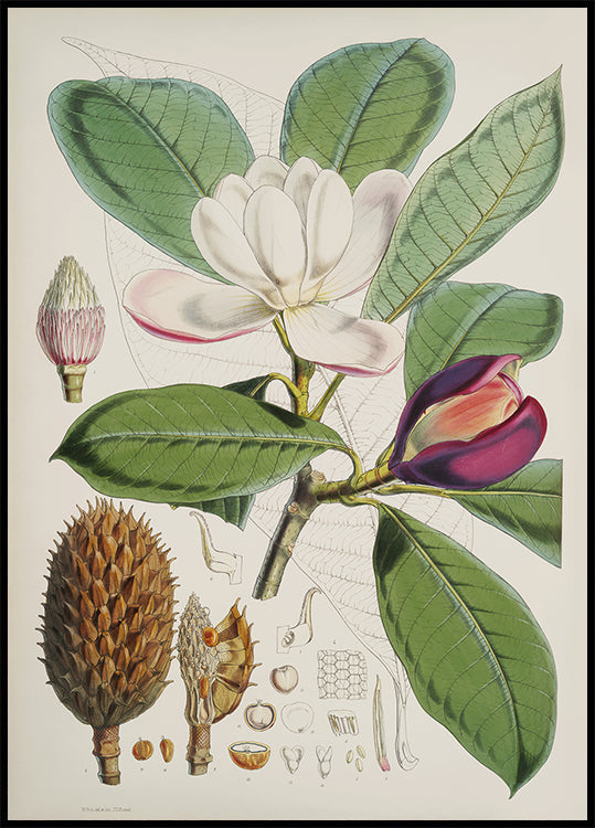 Botanical Magnolia Study Poster