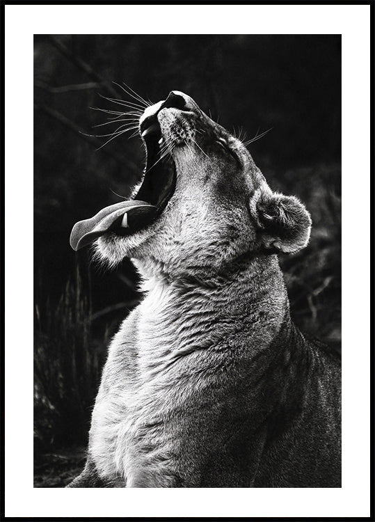 Yawning Lion Poster