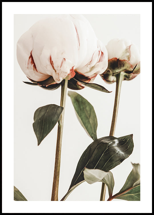 Peony 24 Poster