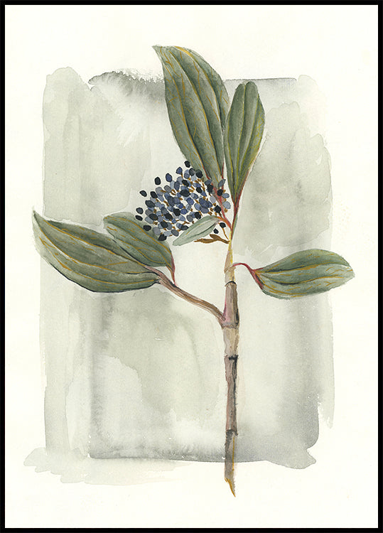 Viburnum davidii Poster