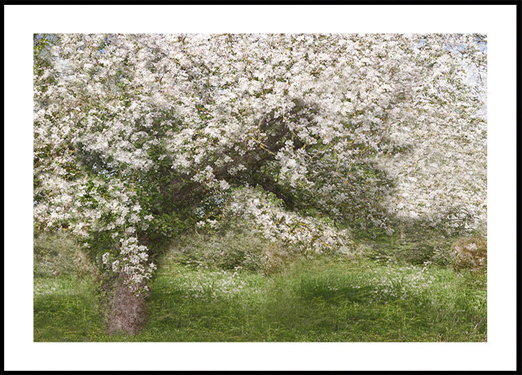 Apple Tree Poster