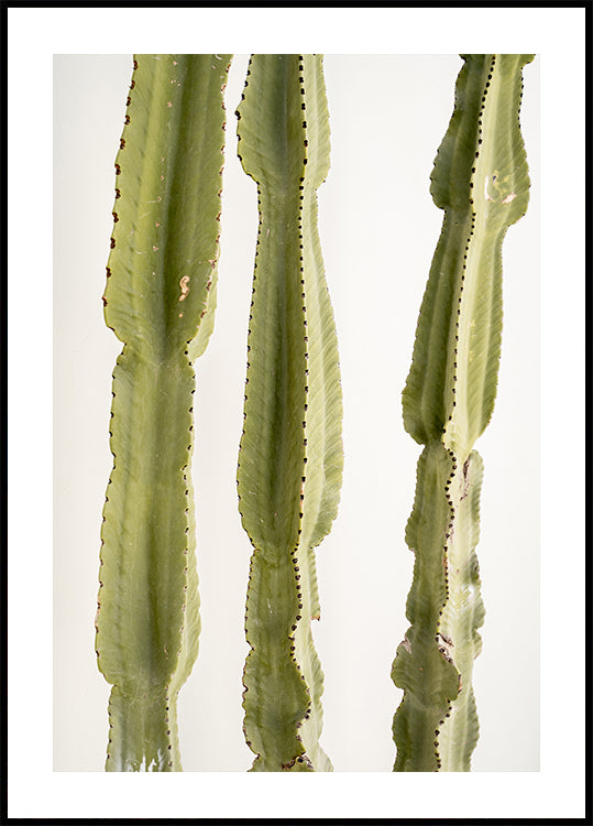 3 Cacti Poster