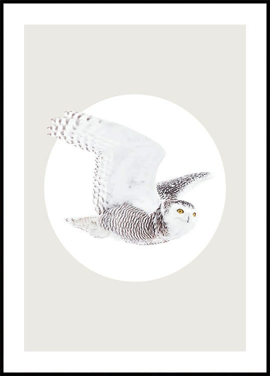 White Owl Poster