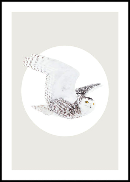 White Owl Poster