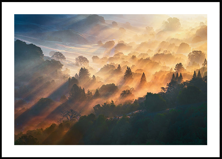 Morning Light Poster