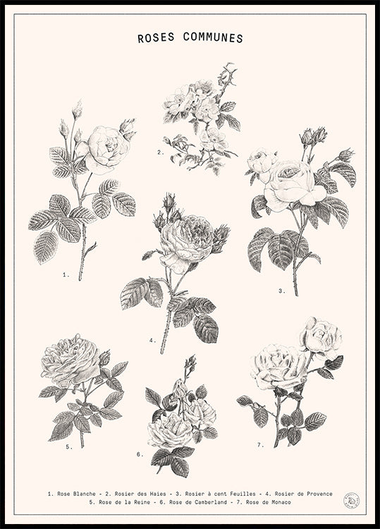 Roses