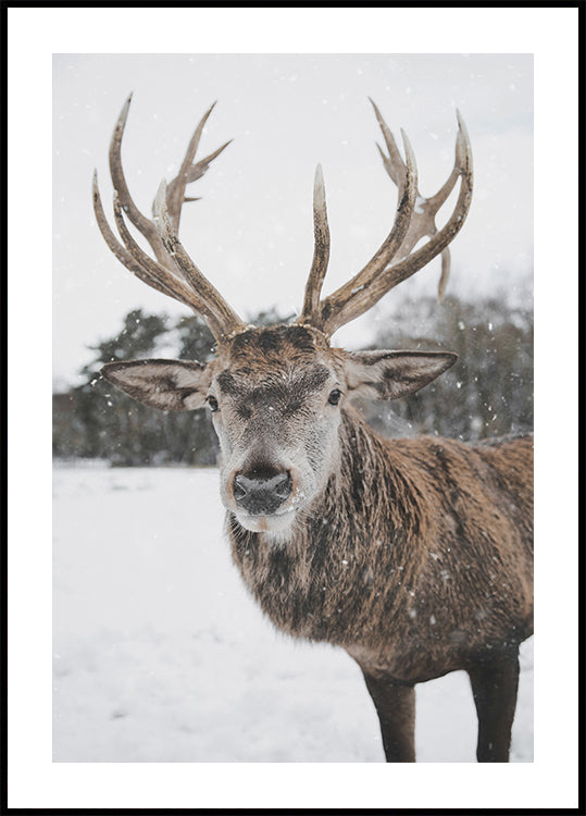 Deer In The Snow Poster