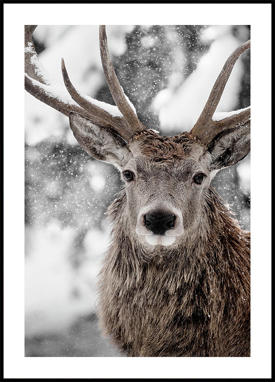 Winter Stag Poster