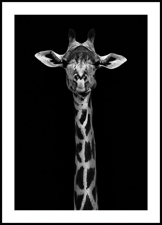 Giraffe Portrait