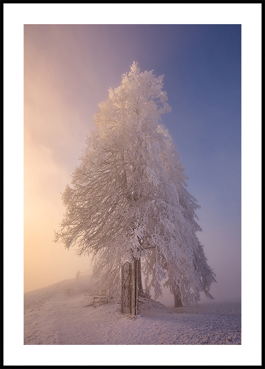 winter poetry in the morning light Poster