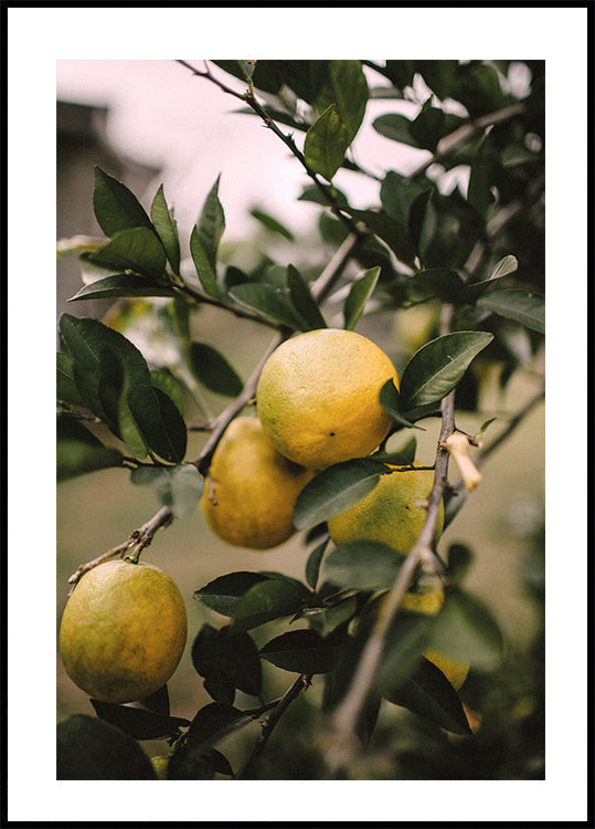 Lemons Tree Poster