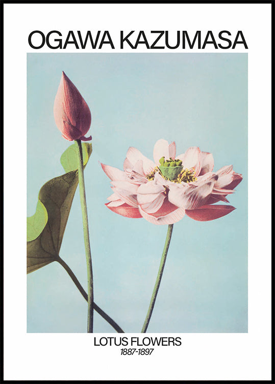 Lotus Flowers Print, Ogawa Kazumasa Poster