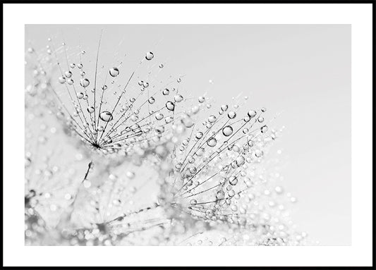 Dandelion Flower with Dew – Macro Perspective Poster