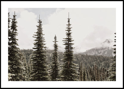 Majestic Fir Trees in the Mountains Poster