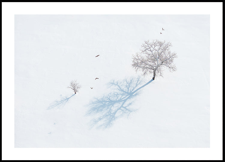 Shadows of Trees and Birds Poster