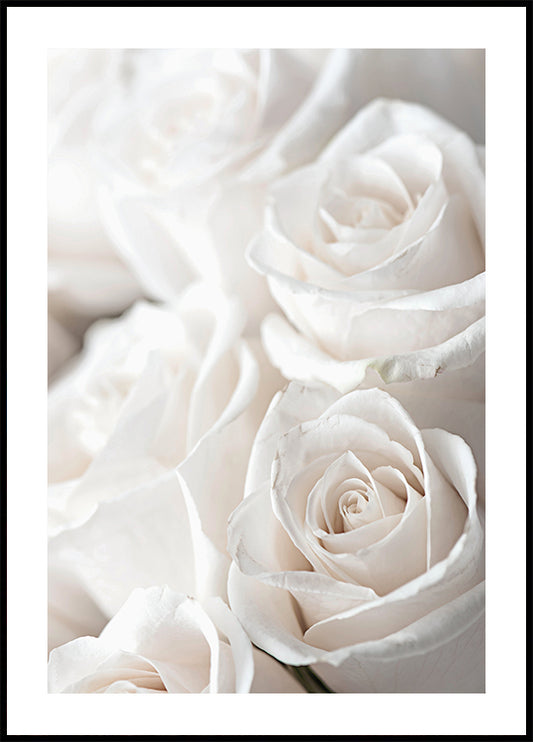 White Blossoming Roses Poster