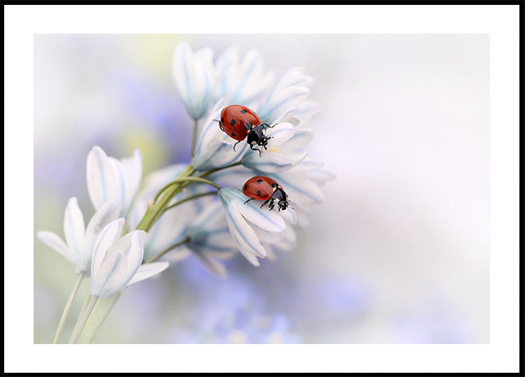 Ladybirds