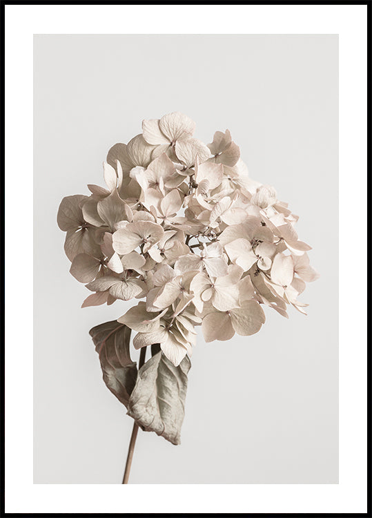 Beige dried flower Poster