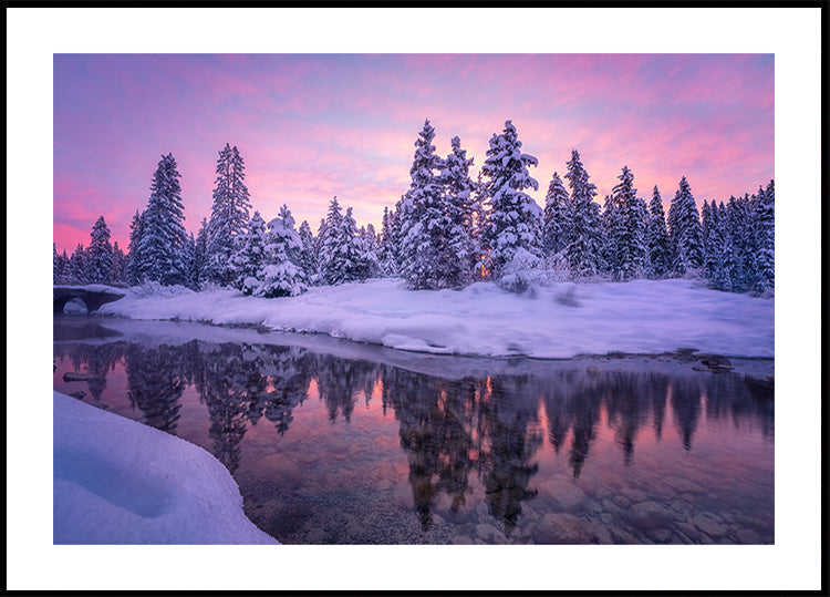 Forest Morning Poster