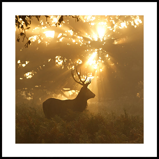 Ghost of the Forest Poster