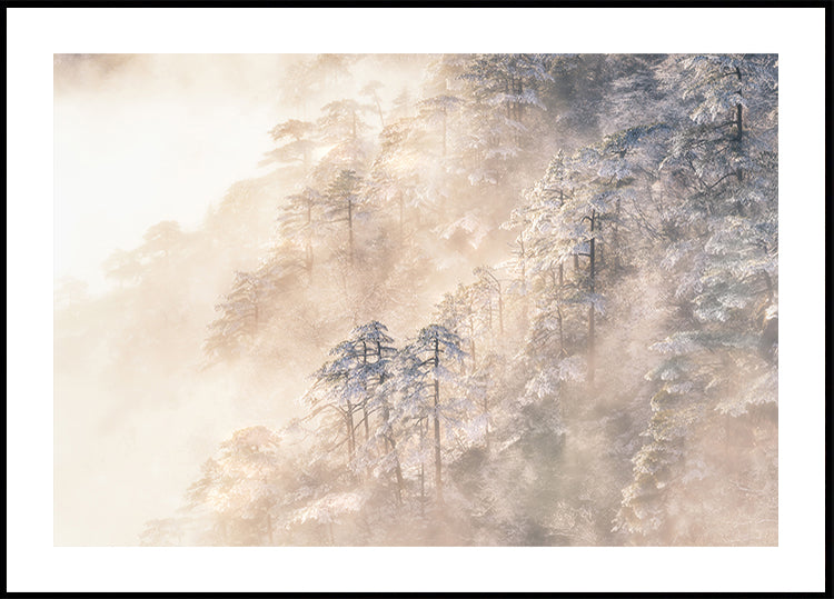 Pinus taiwanensis in the clouds. Poster