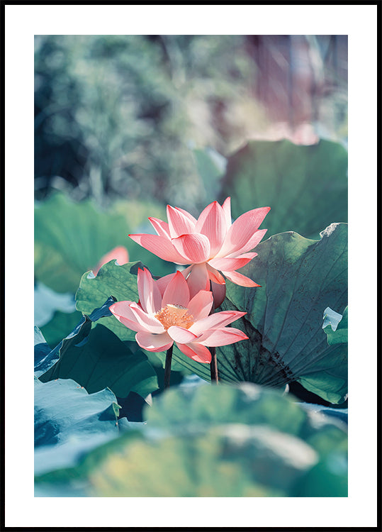 Blooming Lotus Flower Poster