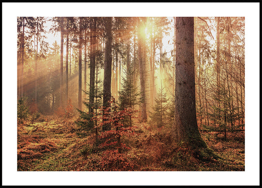 Mysterious Light of the Autumn Forest Poster