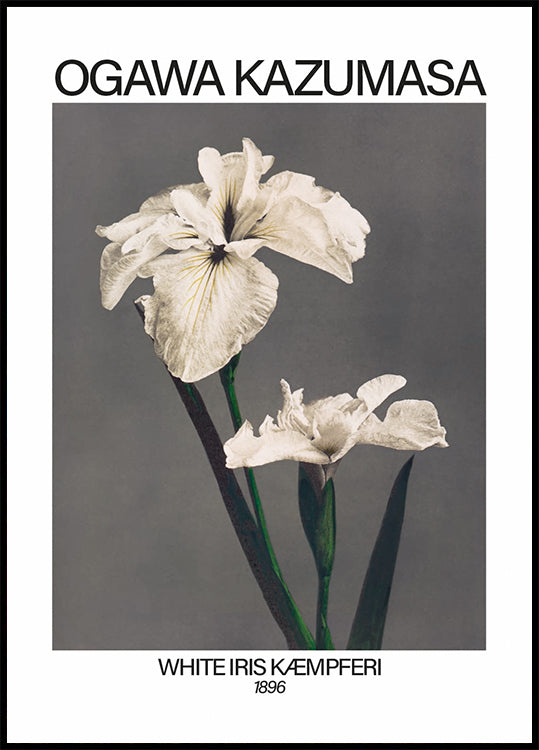 White Iris print, Ogawa Kazumasa Poster