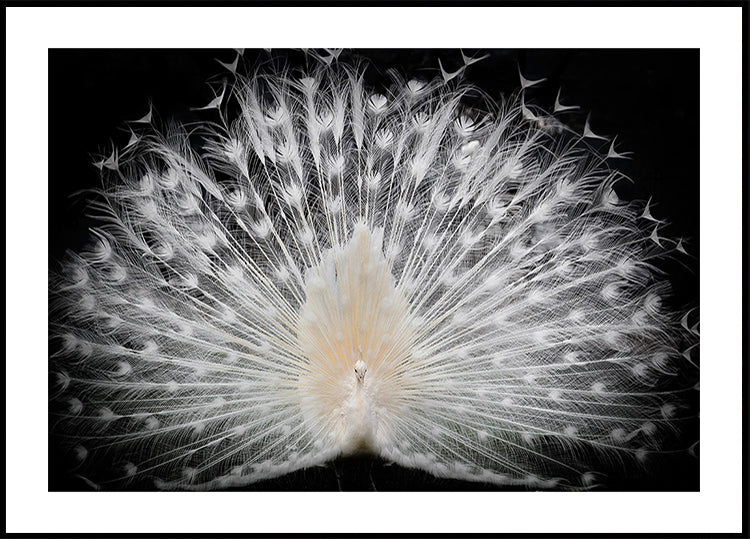 black and white, Poster