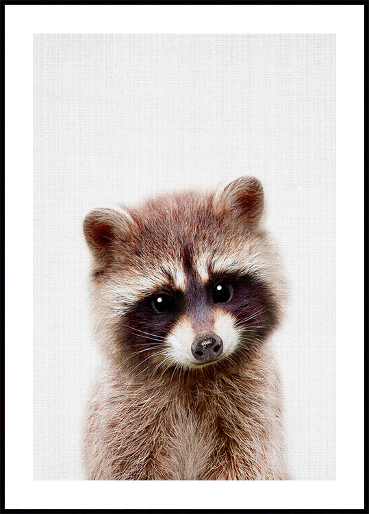 Peekaboo Raccoon Poster Poster – Posterbox.uk