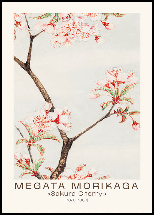 Sakura Cherry Japanese Blossom, Megata Morikaga 1870–1880 Poster